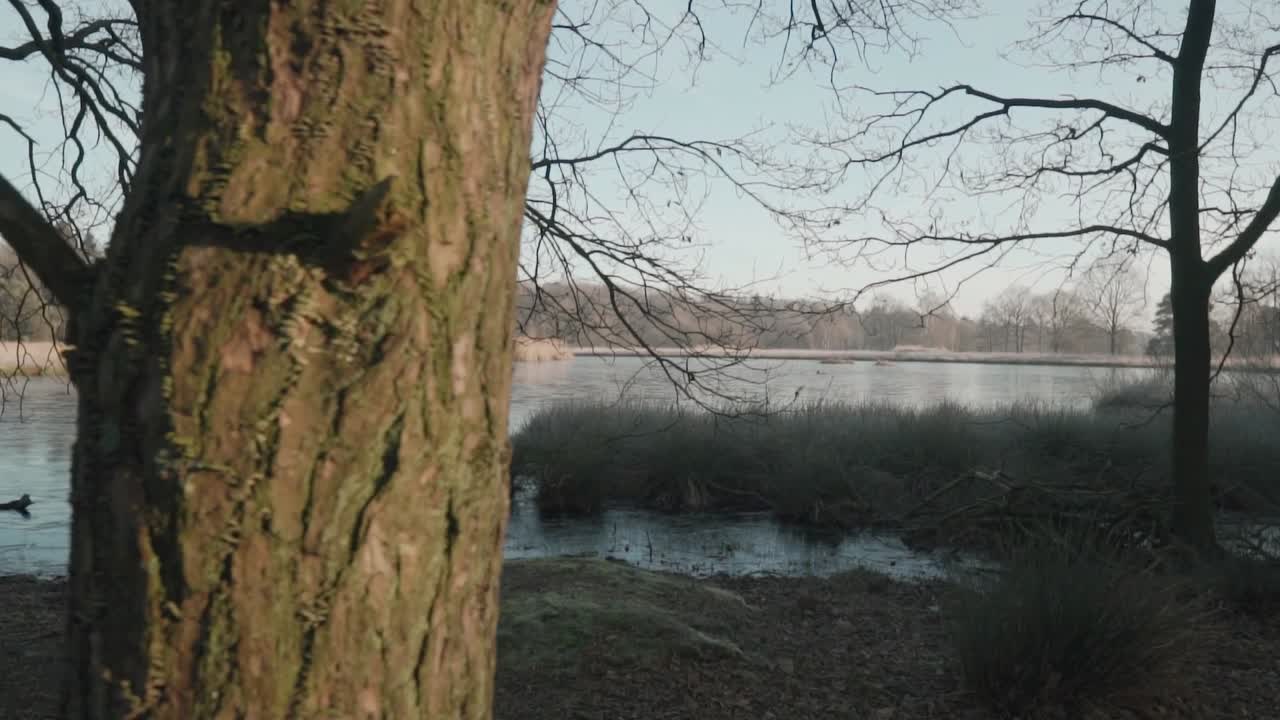 벌거벗은 나무가 있는 얼어붙은 호수 의 겨울 풍경