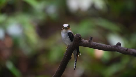 with food in the mouth perched on a branch looking around and about to deliver, silver-breasted broadbill, serilophus lunatus, kaeng krachan national park, thailand