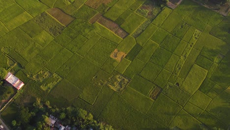 volar sobre un mosaico de cultivos de arroz integral y verde en sylhet bangladesh