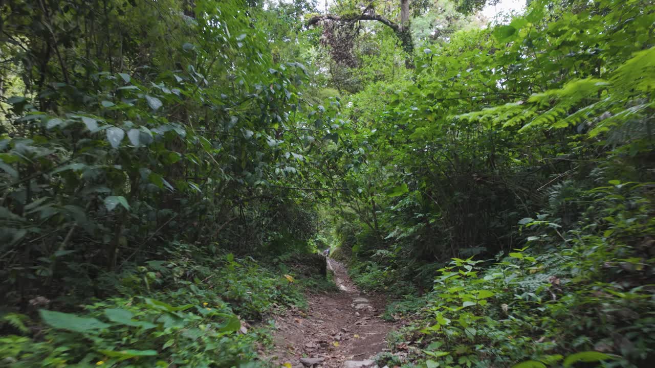 POV walking along lush forest path trail Boquete, Panama