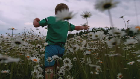 boy playing in a chamomile field