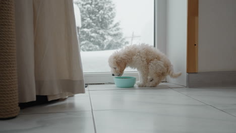 maltese puppy munches kibble from ceramic bowl placed by glass patio door framed by snowy landscape while sunlight filters through sheer curtains onto tiled floor in cozy kitchen setting