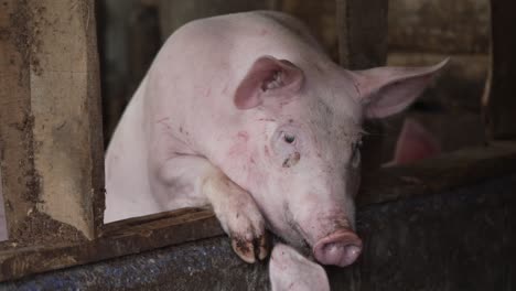 playful captive pigs playing in pig sty