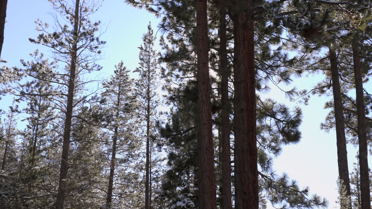 북서쪽 더글러스 전나무 숲을 통한 미묘한 움직임
