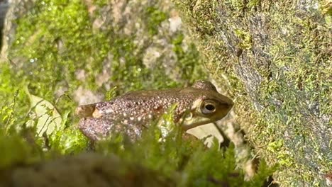 Stiller-Wasserfallfrosch-Mit-Braun-Gesprenkelter-Rückenhaut