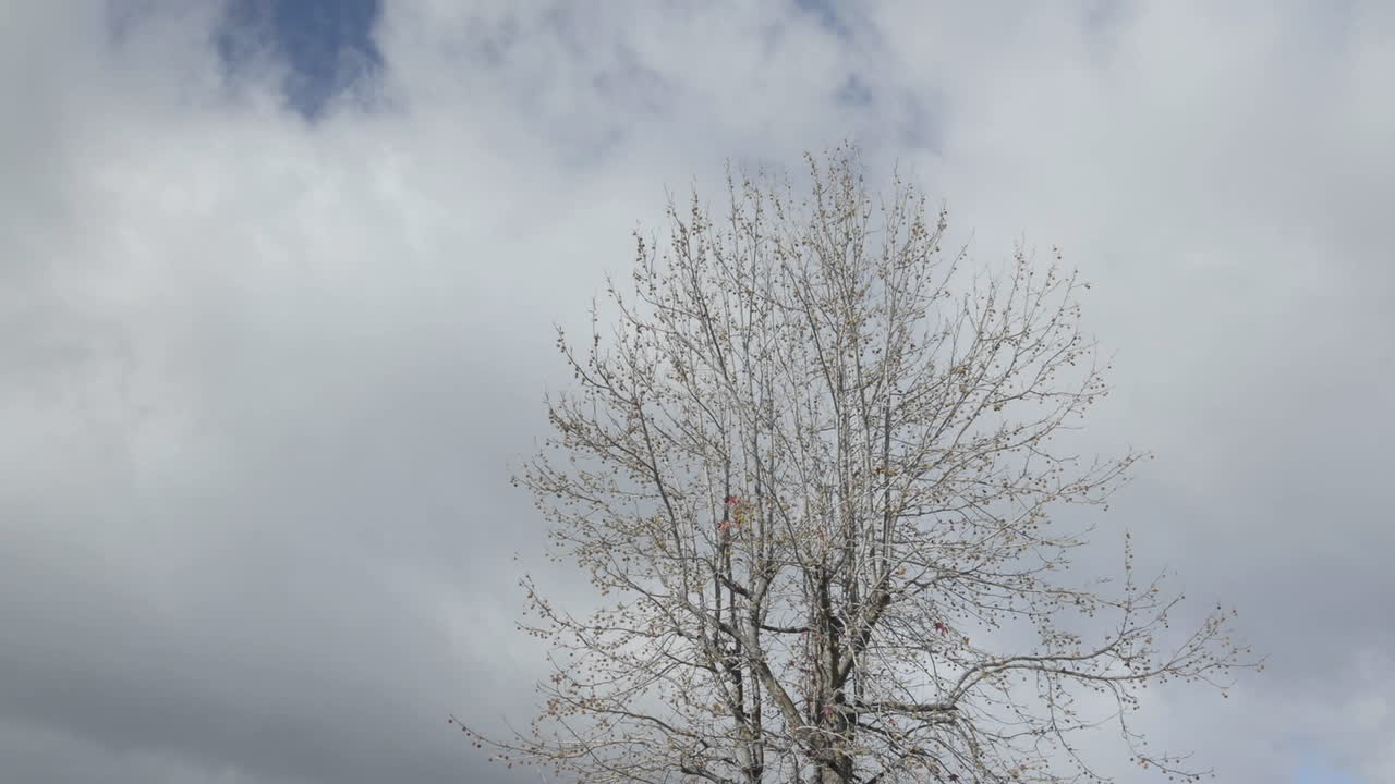 オーク ビュー カリフォルニアの木の上を通過する春の雲の時間の経過