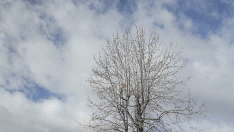 lapso de tiempo de las nubes de primavera pasando sobre un árbol en oak view california