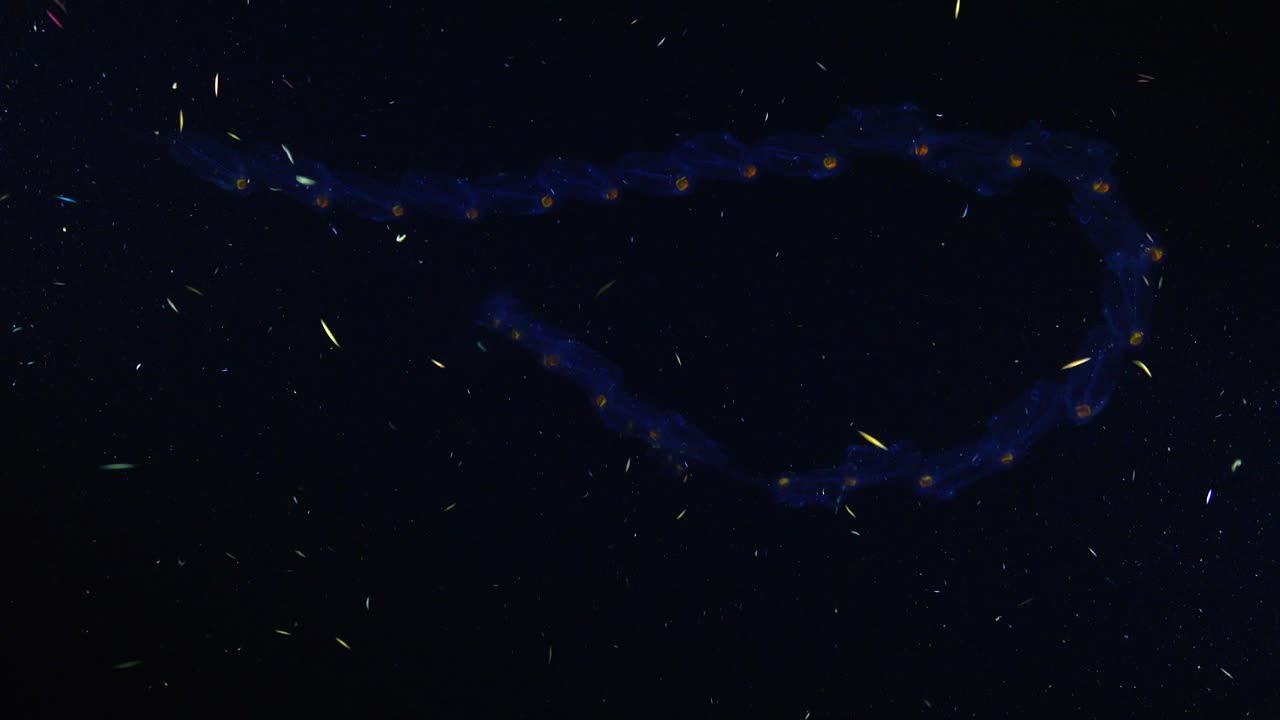 colonia de savia nadando en el océano negro por la noche