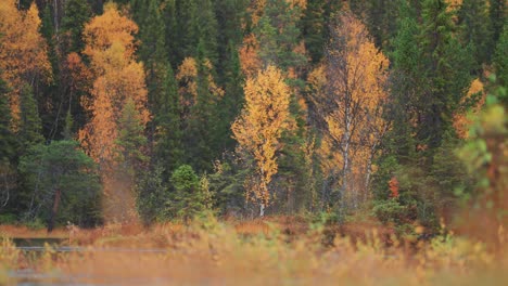 Regen-Fällt-Sanft-Im-Herbstwald-Auf-Die-Gelben-Birken-Und-Grünen-Kiefern