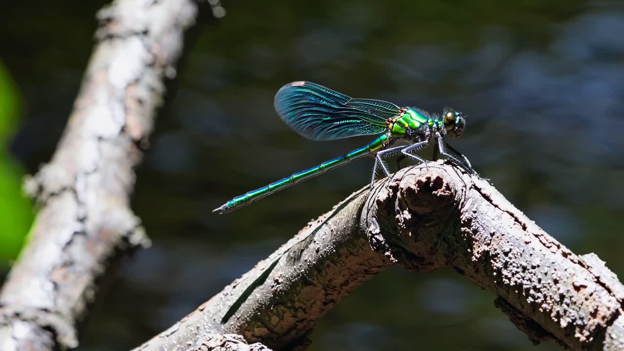 Close-up video of a dragonfly perched on a branch, captured from a side angle