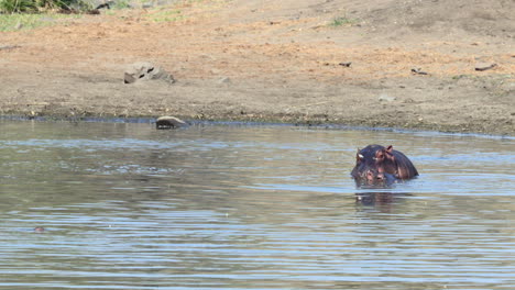 Hippopotamus-mating-in-water,-young-calf-is-confused-nearby