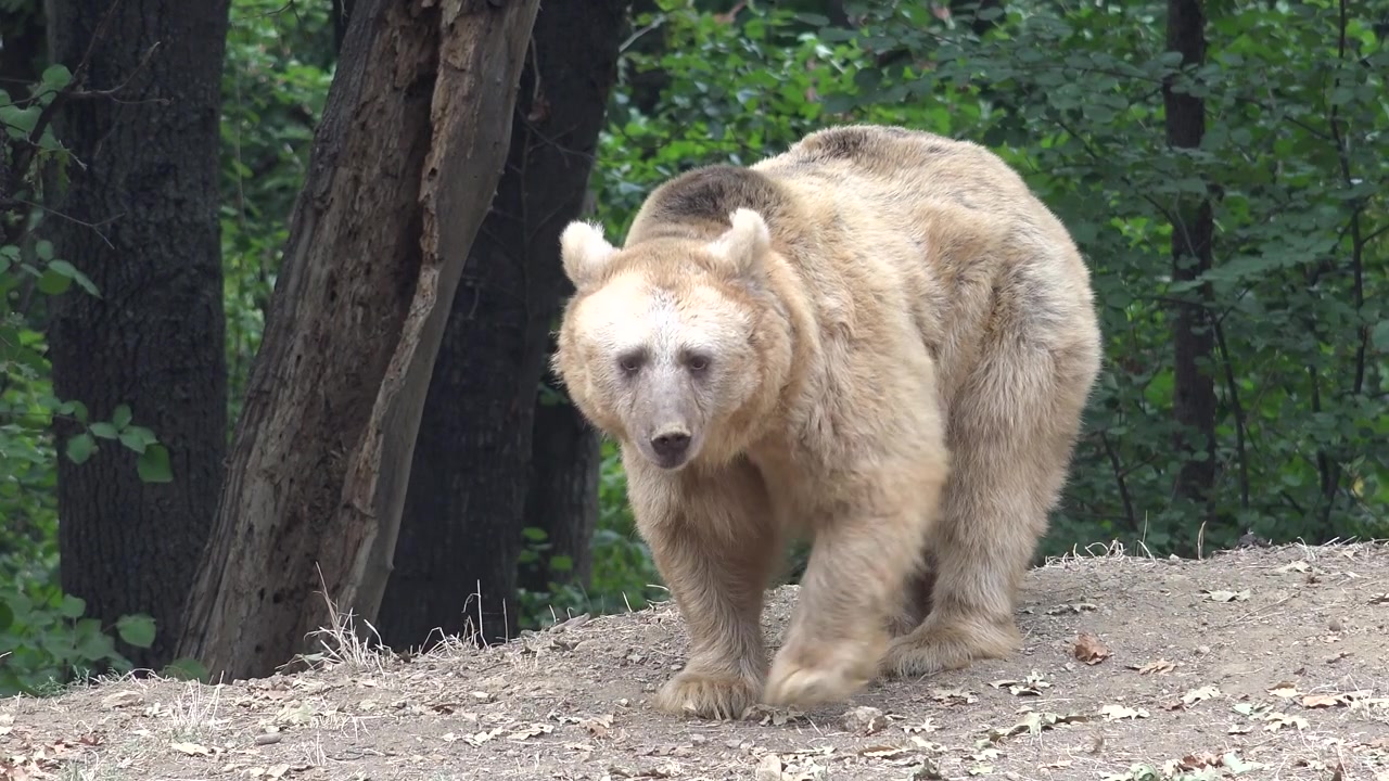 Orso bruno in cerca di cibo in una radura della foresta
