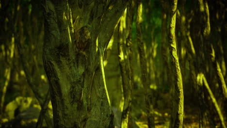 forest trunks in sunlight