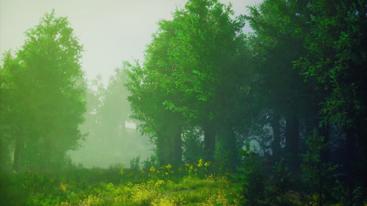 Morning fog envelops lush green forest in tranquil natural setting