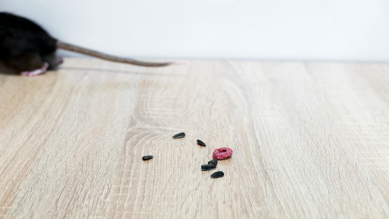 Animal domestic gray rat close-up