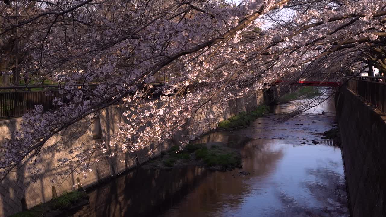 Splendido paesaggio pomeridiano presso un bellissimo fiume con alberi di ciliegio Sakura in fiore