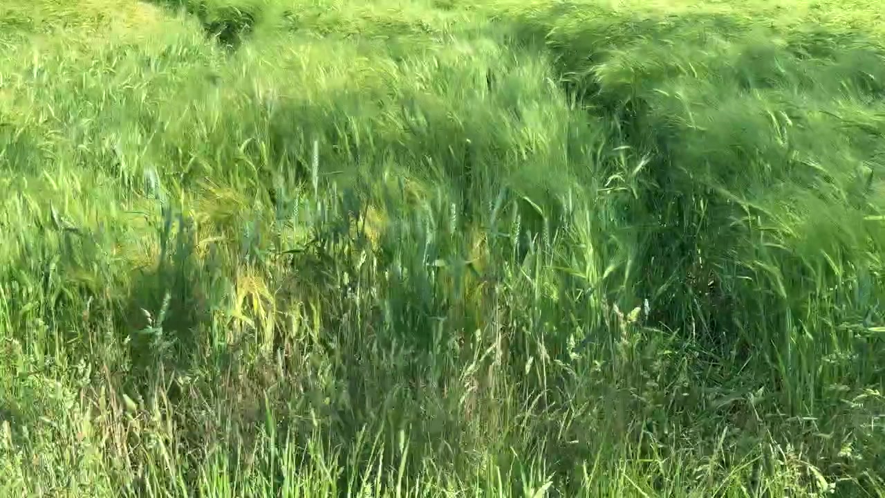 Silny wiatr wiejący przez rosnące pole kukurydzy w cętkowanym letnim słońcu, Worcestershire, Anglia.