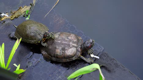 Dos-Tortugas-En-Una-Plataforma-Cerca-Del-Lago,-Jardines-Botánicos,-Singapur