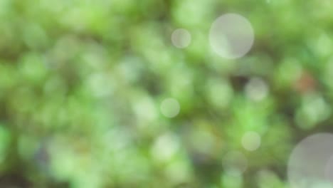 fondo de resorte abstracto con bokeh