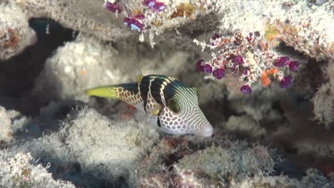 black saddled tobi fish swimming over coral reef