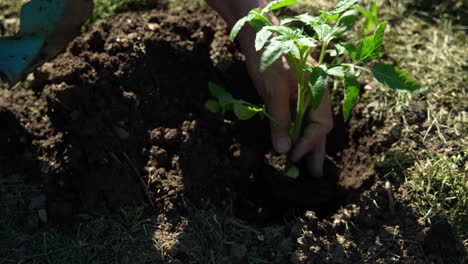 digging up ground. planting tomatoes.