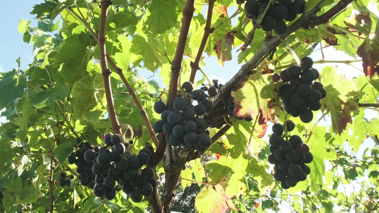 tiro de algunas uvas de vino tinto en un viñedo en cantábrico, españa, con una llamarada del sol