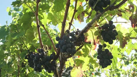 Tiro-De-Algunas-Uvas-De-Vino-Tinto-En-Un-Viñedo-En-Cantábrico,-España,-Con-Una-Llamarada-Del-Sol