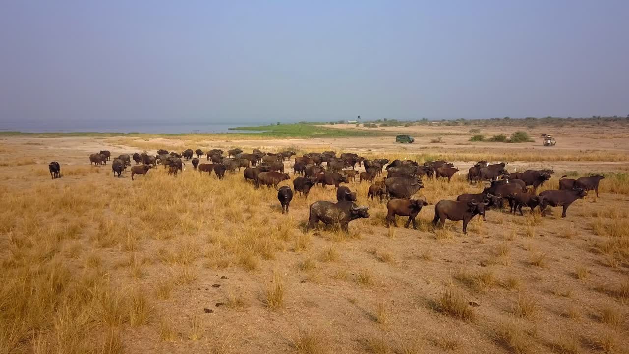Wide-angle view of African buffaloes grazing on dry grassland in Murchison Falls National Park, Uganda, with golden vegetation, distant water, and a safari vehicle near the horizon