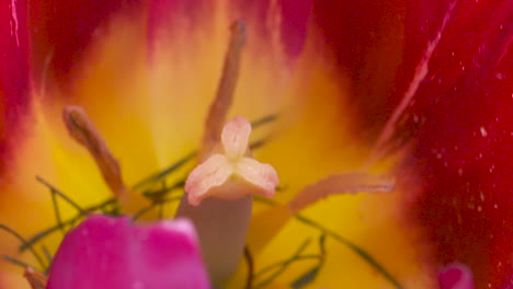 macro close up of the inside of a bright, fuchsia and yellow tulip in full spring bloom