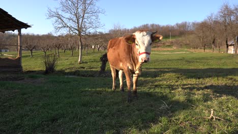 cow looking into camera and sniffing it