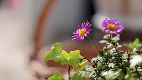 purple flowers gently swaying in the breeze