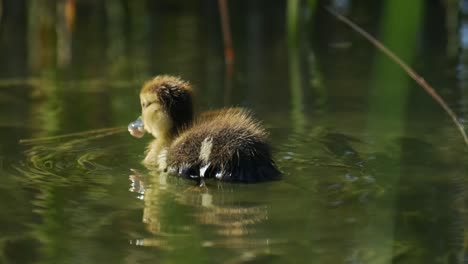 Kleine-Ente-Schwimmt-In-Zeitlupe-Im-Teich