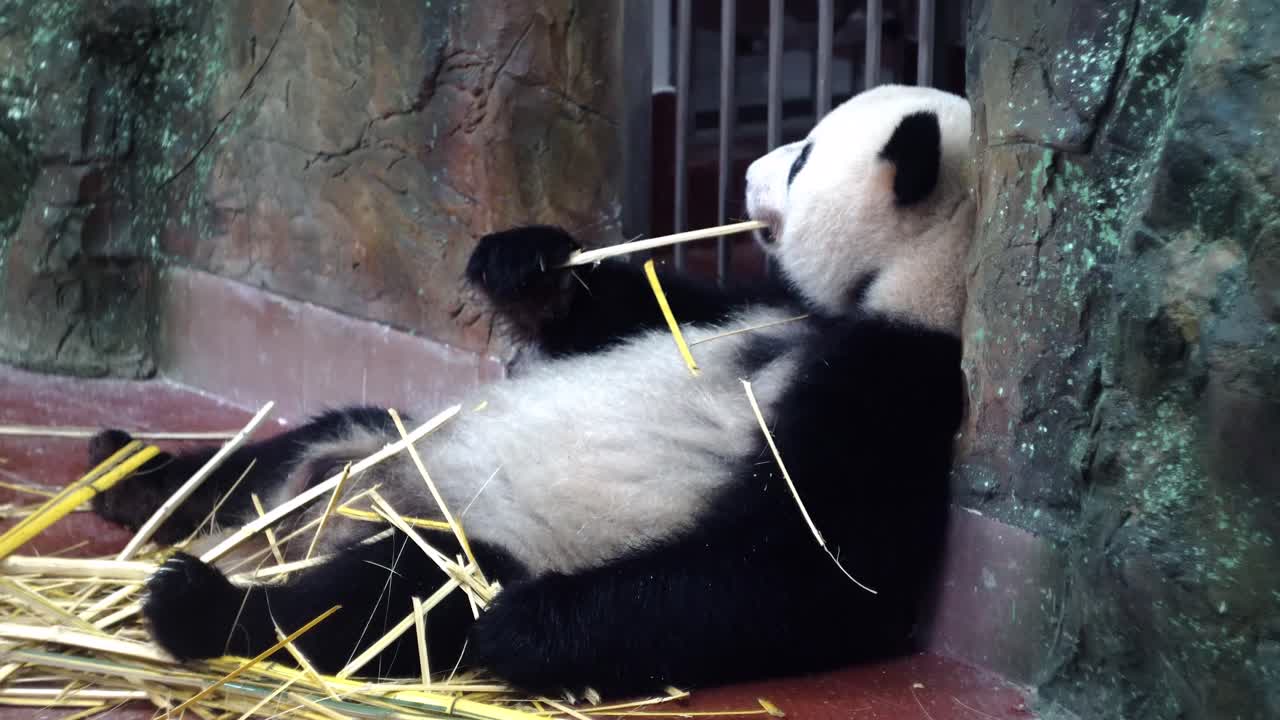panda comiendo bambú