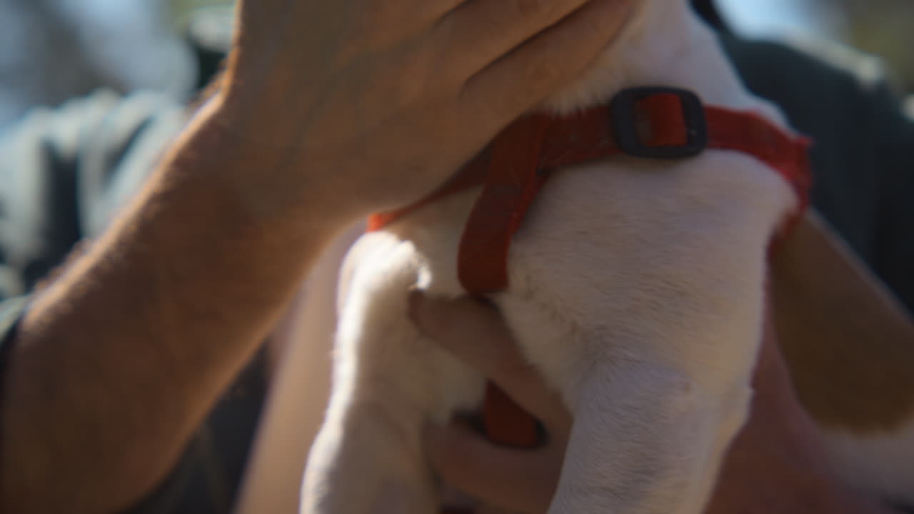 Persona che accarezza un cane con pettorina