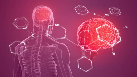 animación de la fórmula química sobre el humano digital y el cerebro