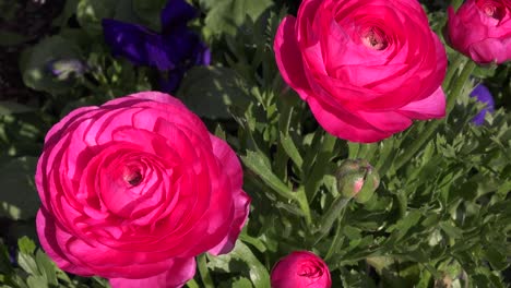 pink persian buttercup flower