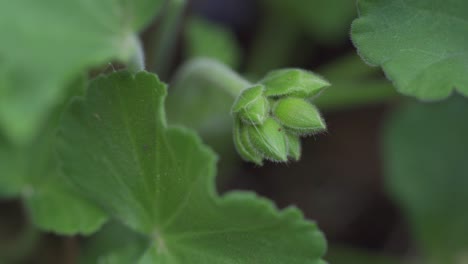 Weichzeichnungsansicht-Der-Blume-Vor-Dem-Blühen