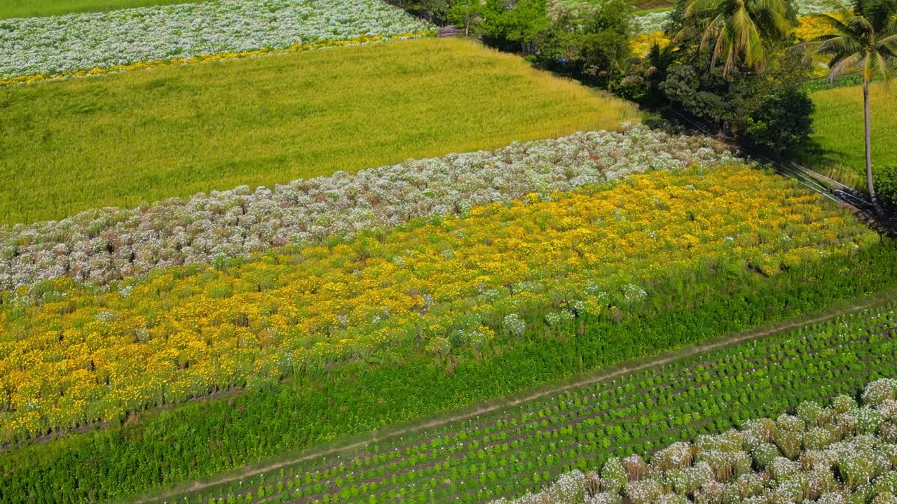 Drone che sorvola campi coltivati con fiori di calendula gialli e bianchi disposti a motivi, prima di orbitare per rivelare una fattoria rurale e un paesaggio agricolo a Nashik, Maharashtra, India.