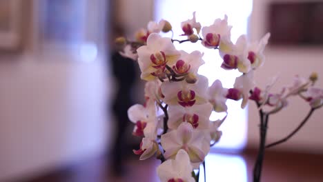 un primer plano de las orquídeas en un pasillo