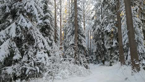 walking in snowy frosty winter forest, point of view, rising shot