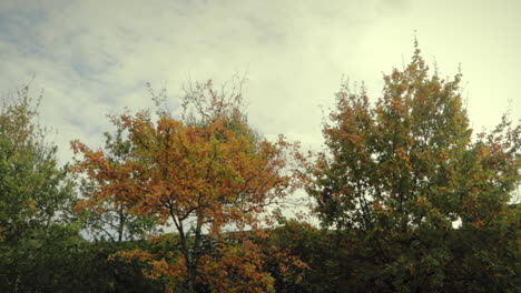 wind blowing through trees with brown leaves in autumn