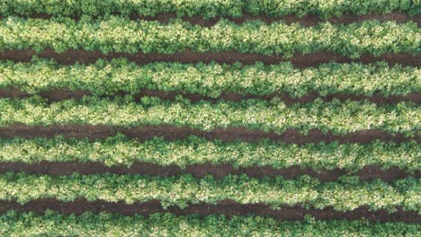 sobrevuelo de drones de diversos campos agrícolas