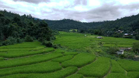 Plataforma-Rodante-Aérea-Hacia-Adelante-Sobre-La-Terraza-De-Arroz-Verde,-Campo-Agrícola-En-Tailandia