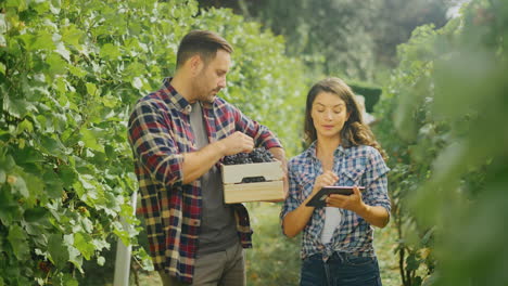 wine grape harvest