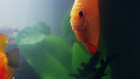 orange discus fish in aquarium