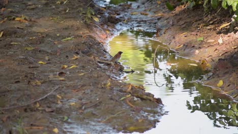 Munia-De-Pecho-Escamoso-Bebiendo-Agua