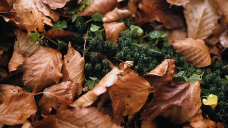fallen leaves on the forest floor
