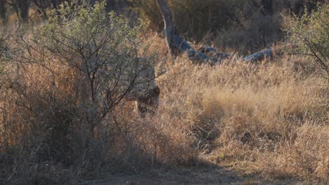 Lioness-sniffing-ground-in-dry-savannah-grass-while-hiding-behind-bush