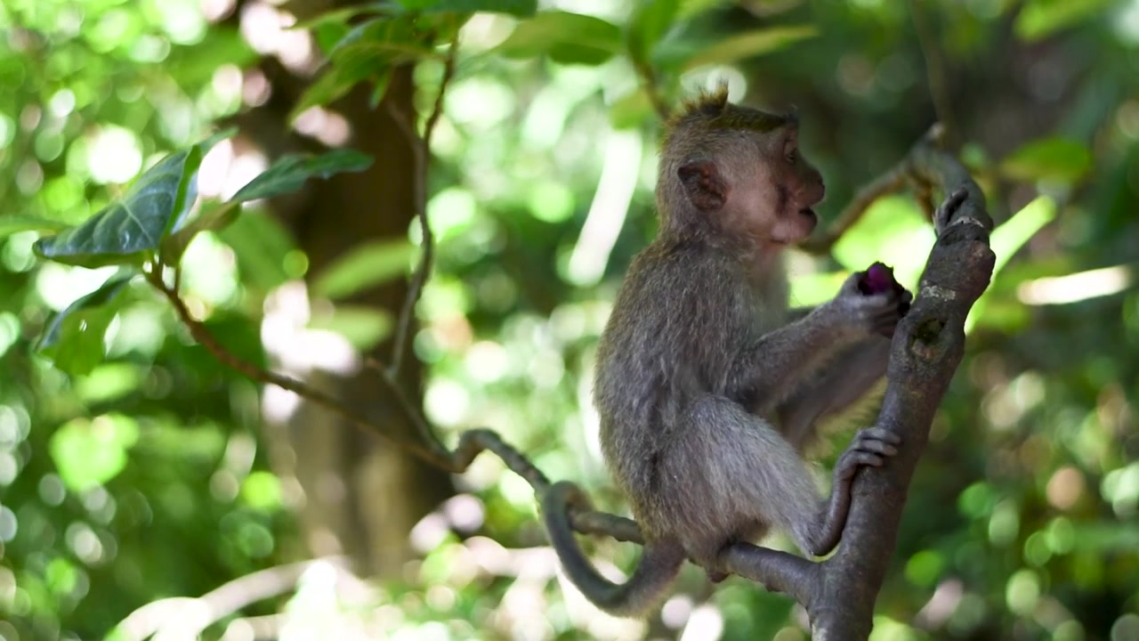 Cute Macaque Monkey Sitting on a Branch in a Tropical Rainforest of an Indonesian Nature Reserve, Ubud, Bali