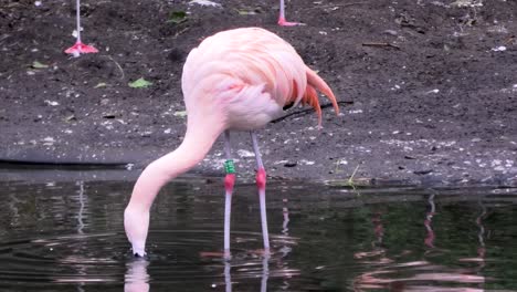 se ha ampliado la imagen de un flamenco rosado bebiendo agua en la orilla del lago.
